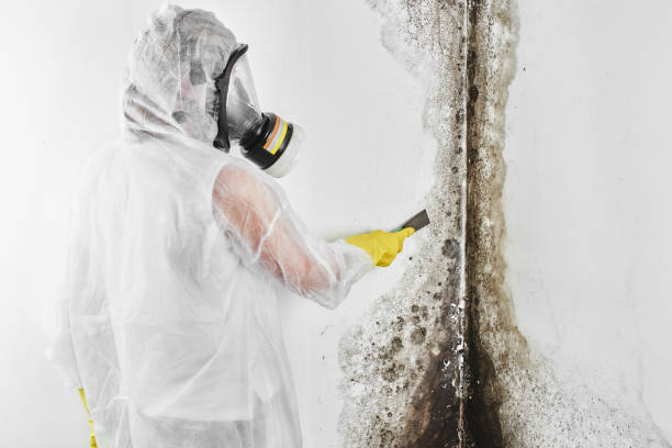 Best Health and Safety Mold Remediation in Parowan, UT