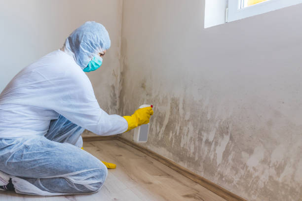 Best Commercial Mold Remediation in Parowan, UT