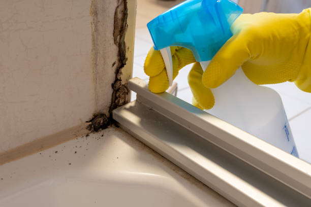 Best Mold Remediation for Specific Building Types in Parowan, UT