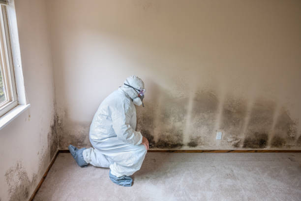 Best DIY Mold Remediation Support Services in Parowan, UT