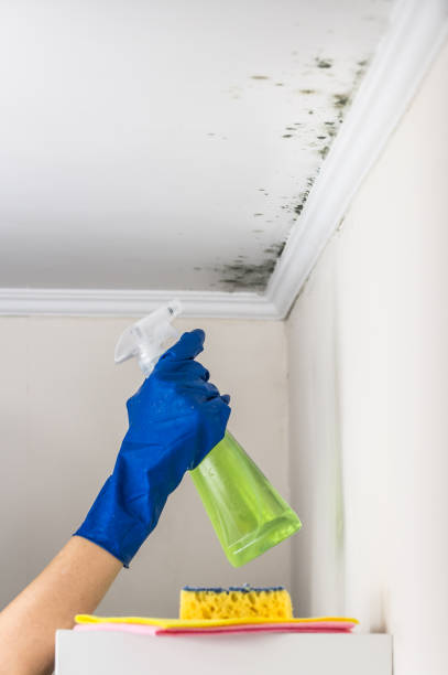 Best Post-Flood Mold Remediation in Parowan, UT